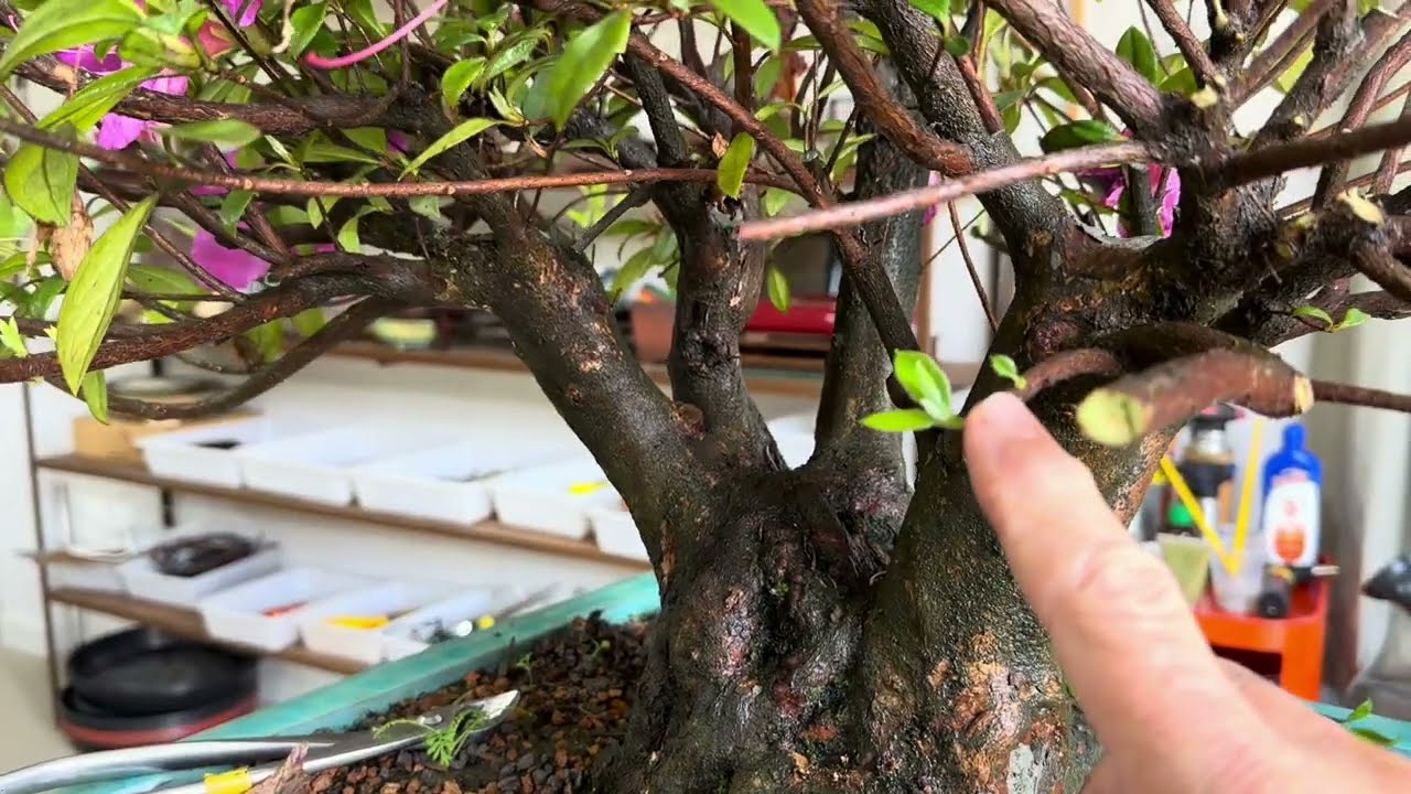ATUALIZAÇÃO - AZALEIA GRANDE - PARTE 03