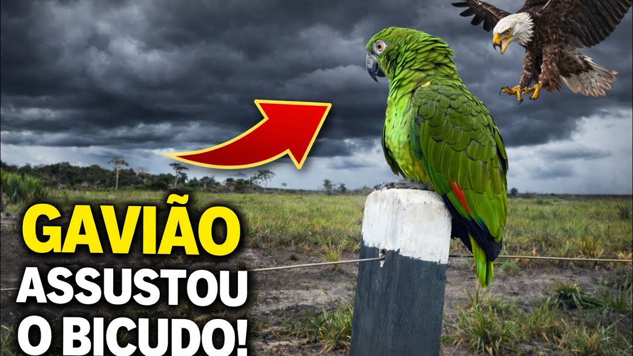 🌩️ TEMPESTADE CHEGANDO… Bicudo se aproxima do Guerreiro, mas um GAVIÃO aparece!