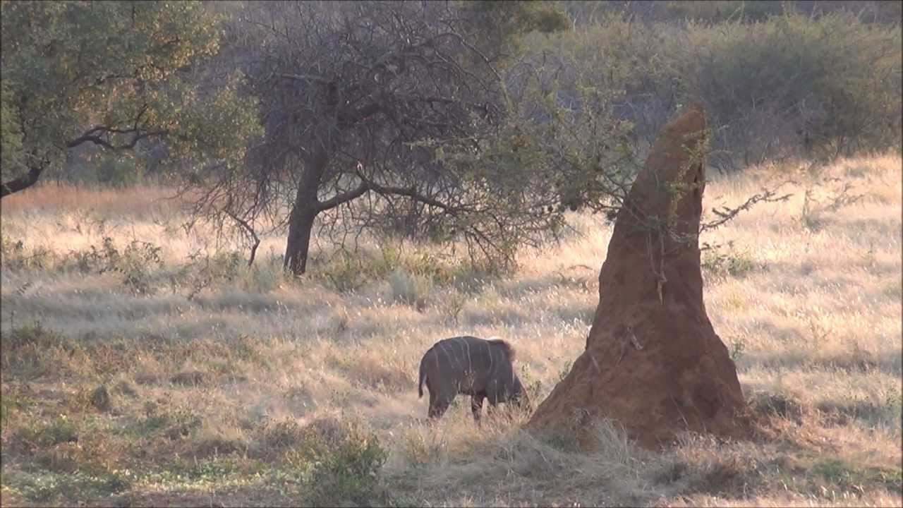 Kudu Hunting in Namibia 2012 - (Hunting Video)
