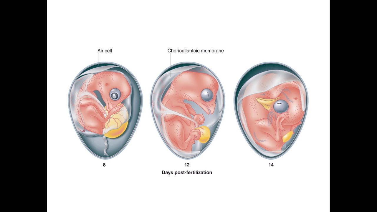 Orn  6, Reproduction