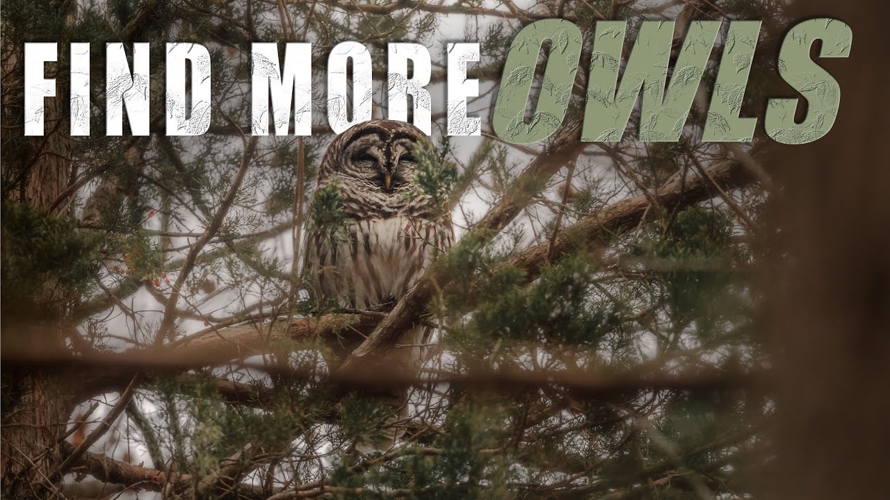 BEST Strategies to FIND OWLS for Wildlife Photography
