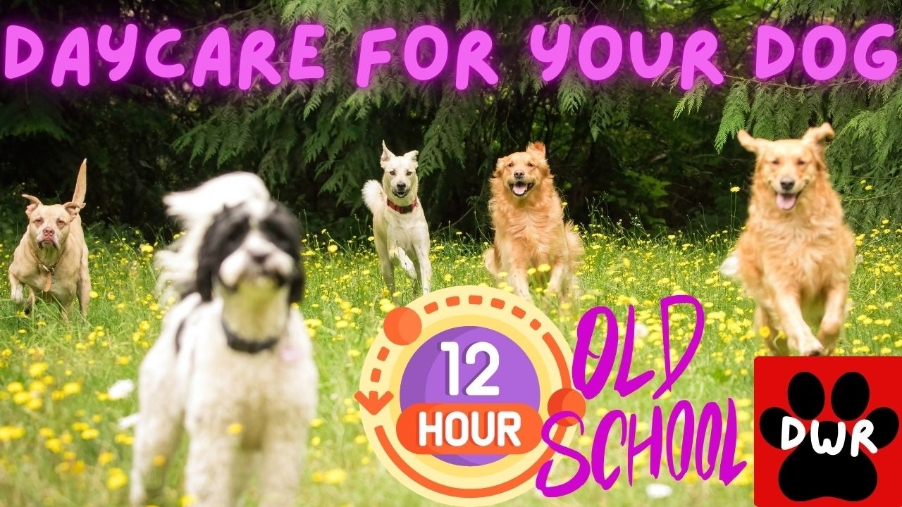 🐕&zwj;🦺💜 Dog TV!  Dogs can't resist this Video! Daycare for your dog!🐕&zwj;🦺🐕🌦🌲