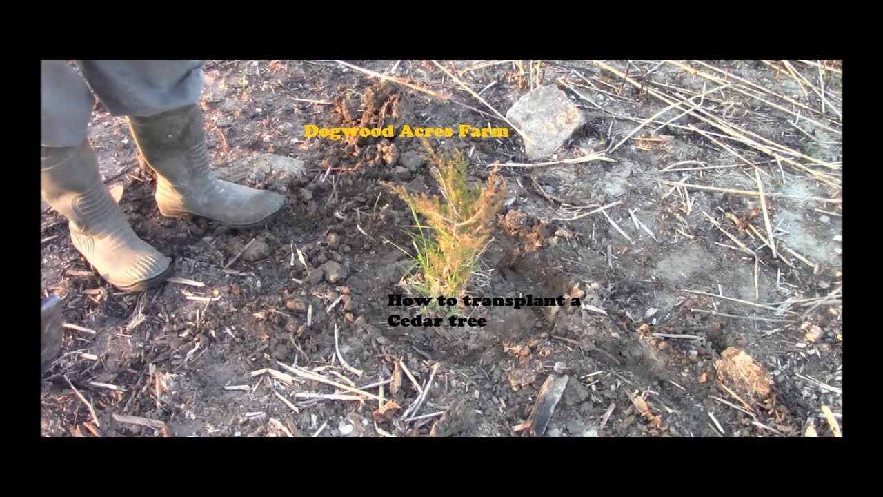 Transplanting a cedar tree