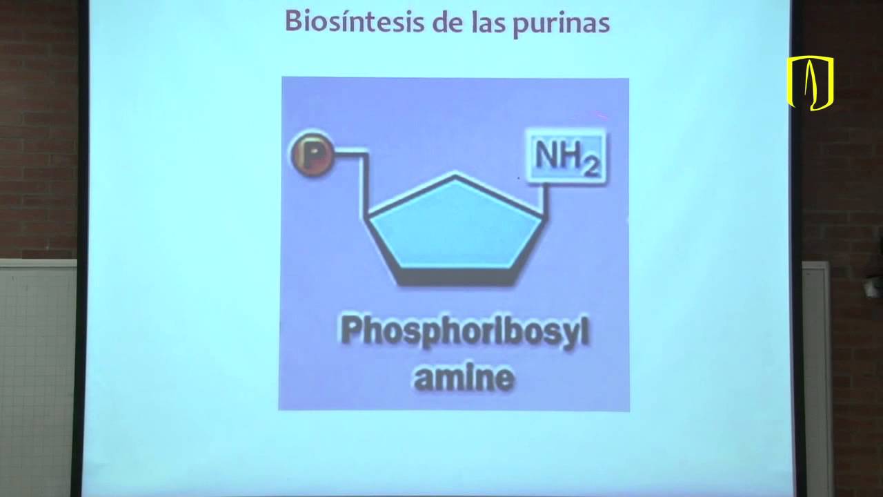 Productos especializados de los aminoácidos y purinas- Bioquímica médica