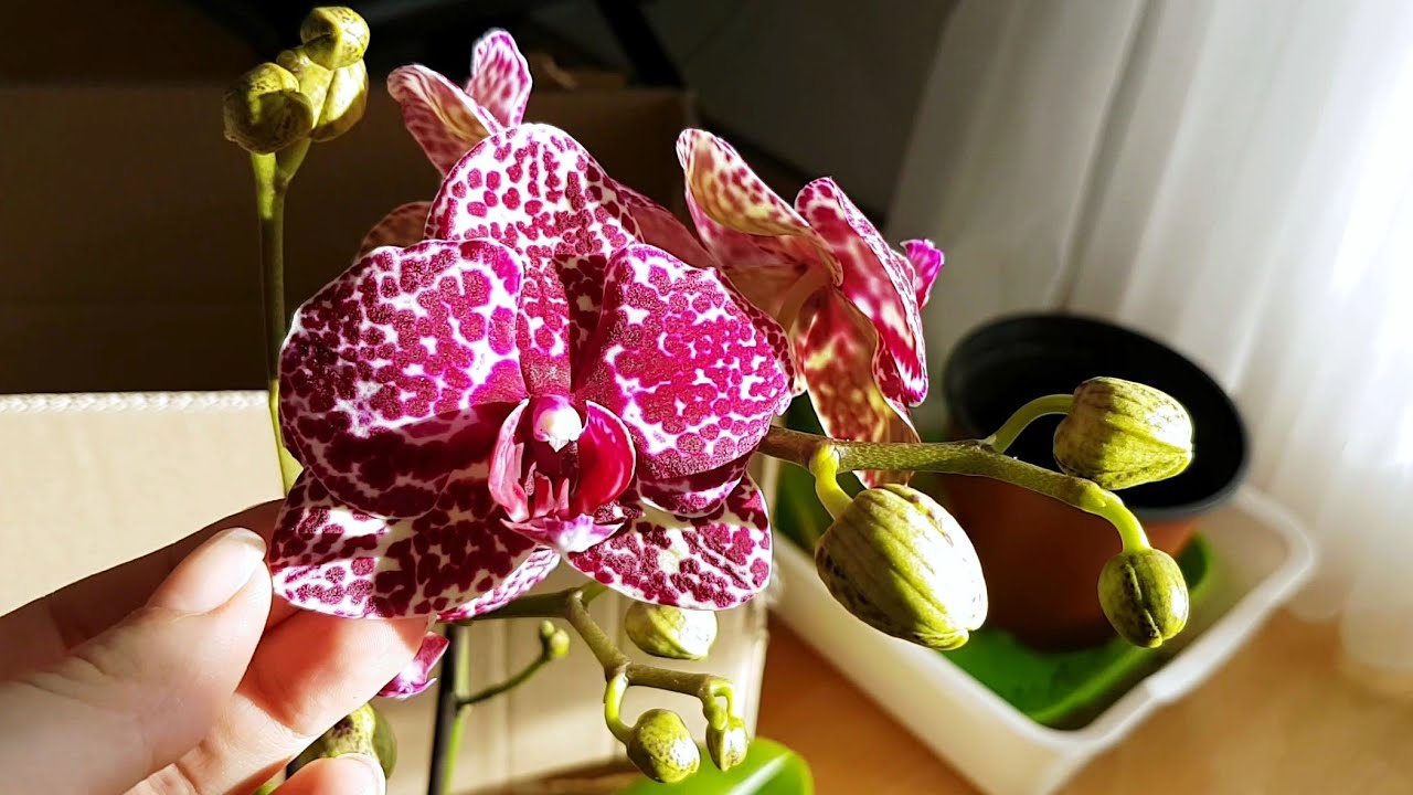 129. ОРХИДЕЙНЫЕ ХОТЕЛКИ приехали! Посылка от OrchIDEENgarten. Каттлеи и Дикий кот!