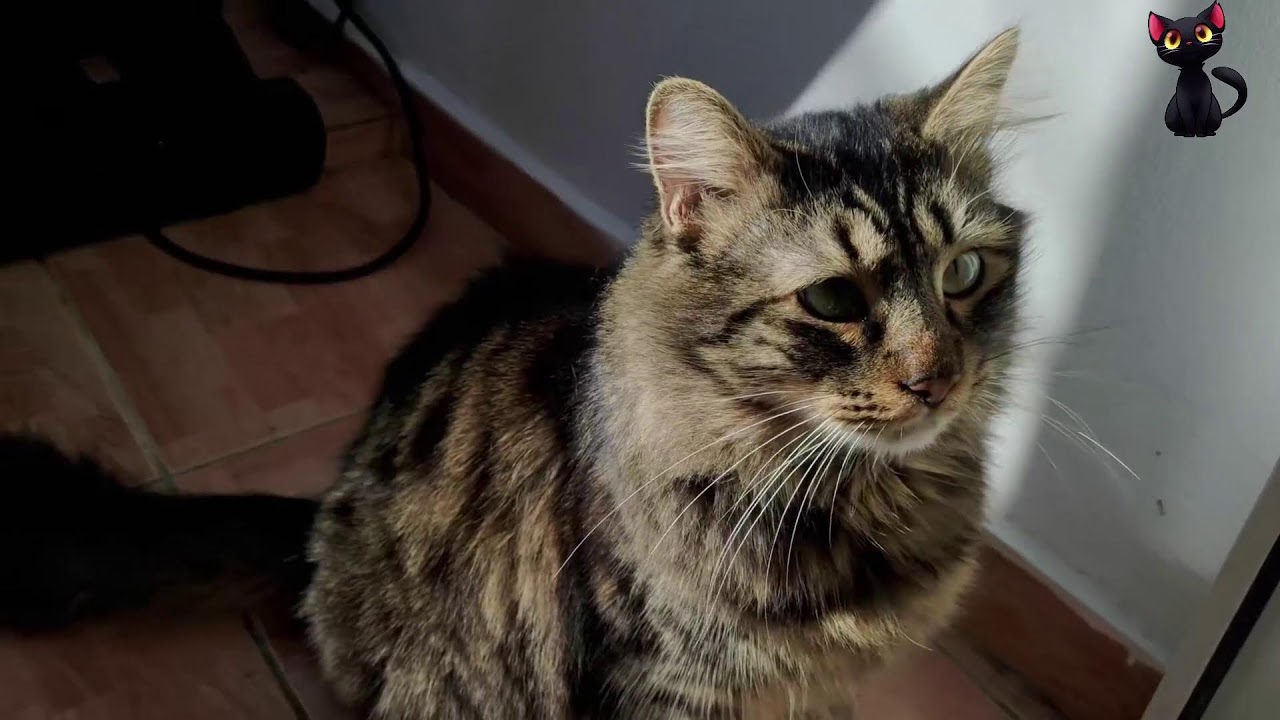 [🐈 Cat ] My Cat on Friday | Live 30.01.2026