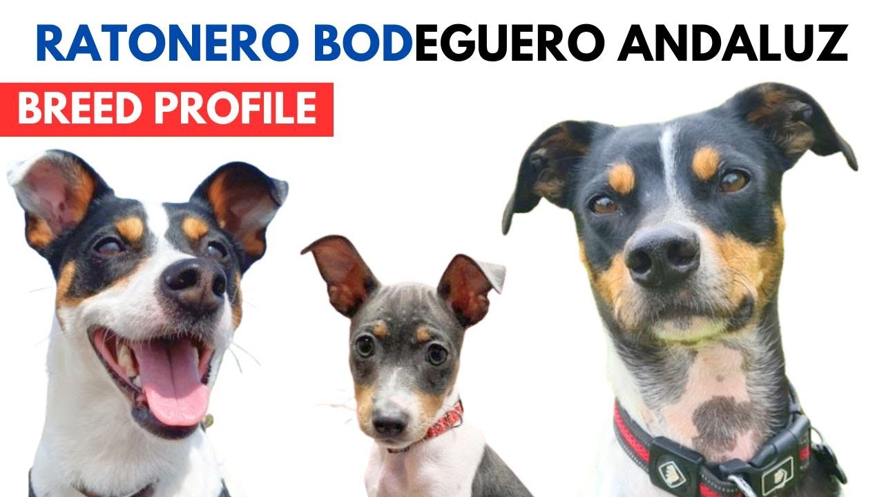 Ratonero Bodeguero Andaluz Breed Profile History - Price Traits - Andalusian Terrier Grooming Needs