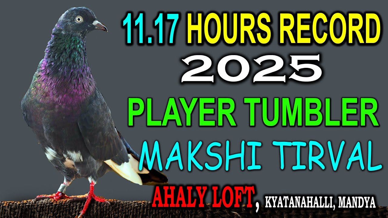 11.17 Hours record player Tumbler Makshi Tirval #pigeon #kabootar #kabutar #tumbler #pigeonracing