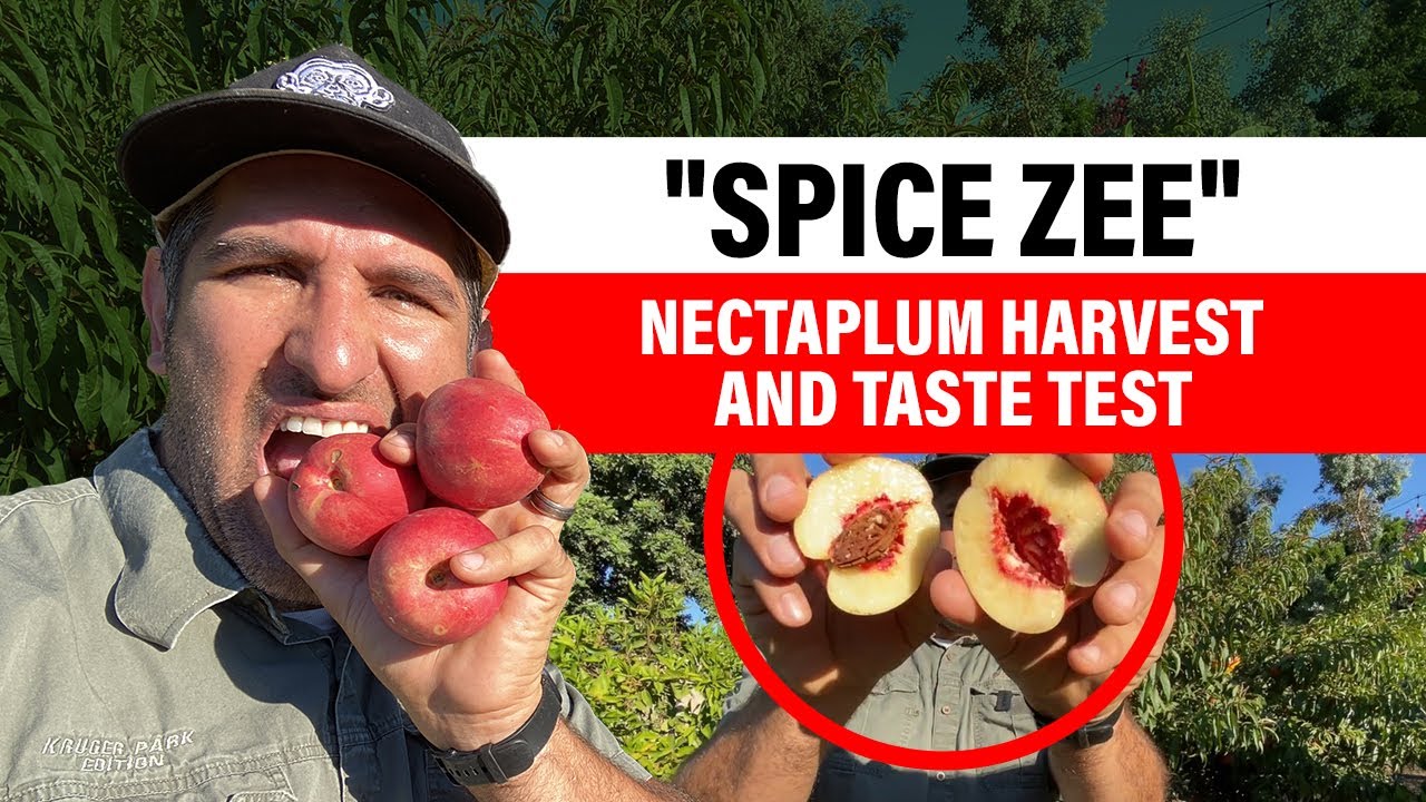 SPICE ZEE Nectaplum -The Perfect Fruit?? Hybrid Fruit Harvest and Taste Test!😋