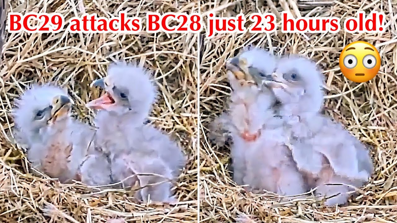 #24🦅BC28🐥3° & BC29🐥1°／Bluff City Bald Eagle Nest 2026／Frances💗Franklin ／ETSU/BTES Eagle Cameras