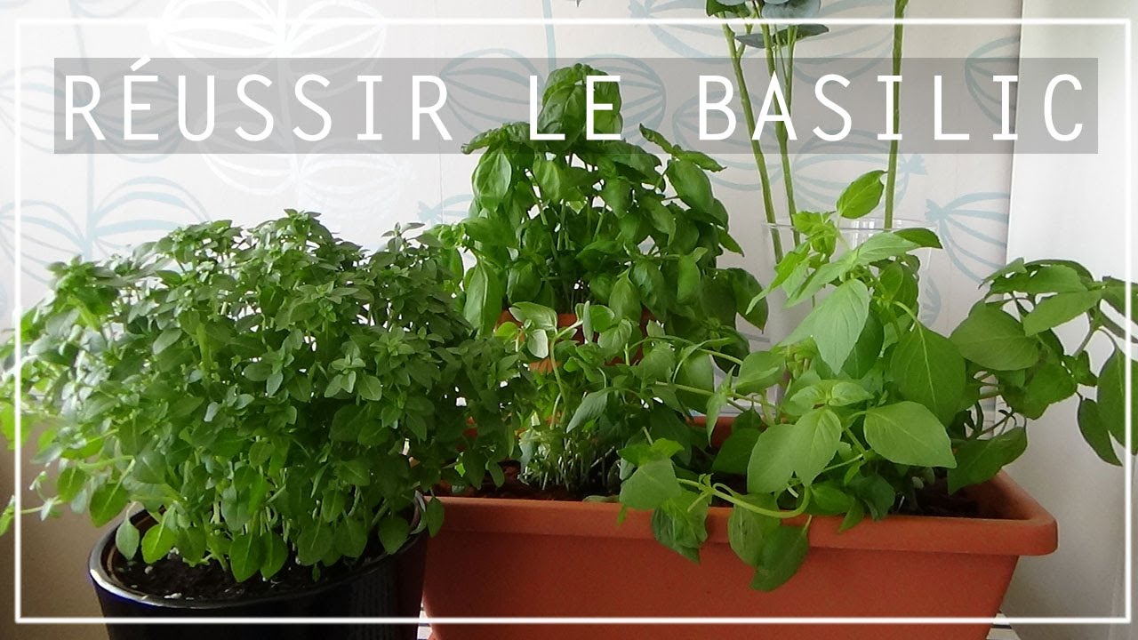 🌿 AROMATIQUES : CULTIVER LE BASILIC EN POT 👩🏼‍🌾