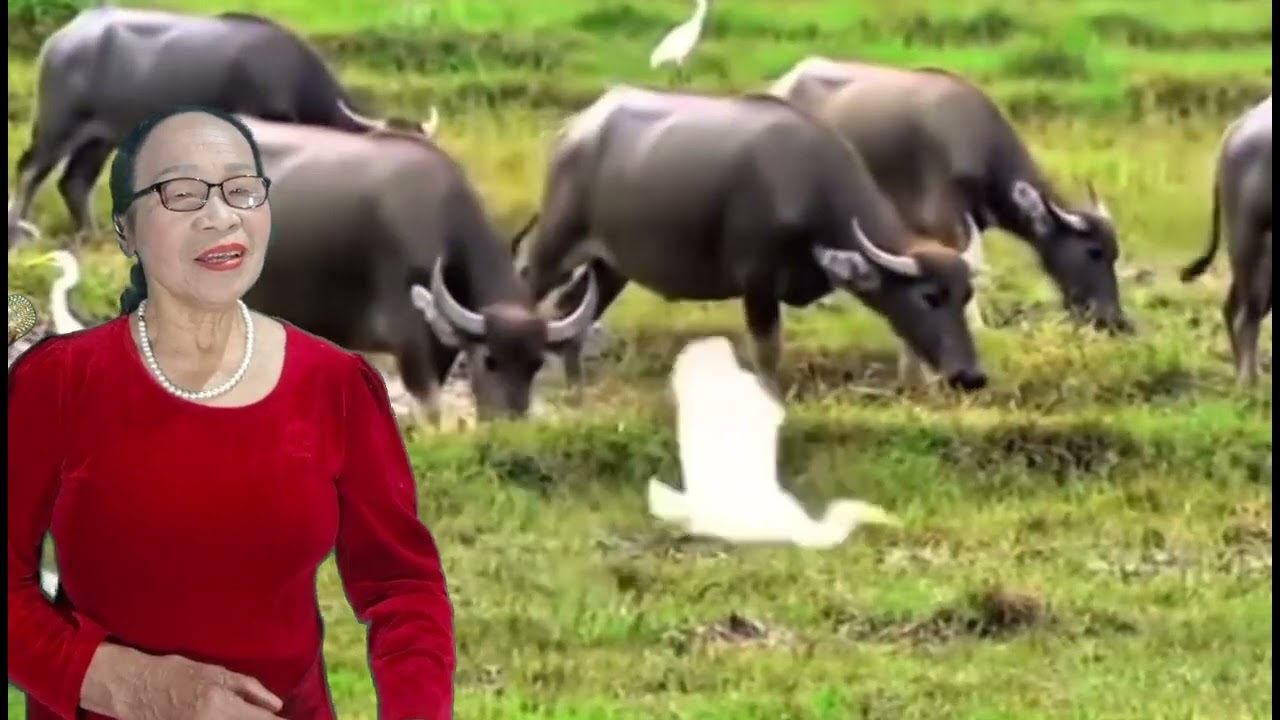 Ca sĩ không chuyên Khúc thị Bình, xã lê lợi, tỉnh Hưng Yên, thể hiện.