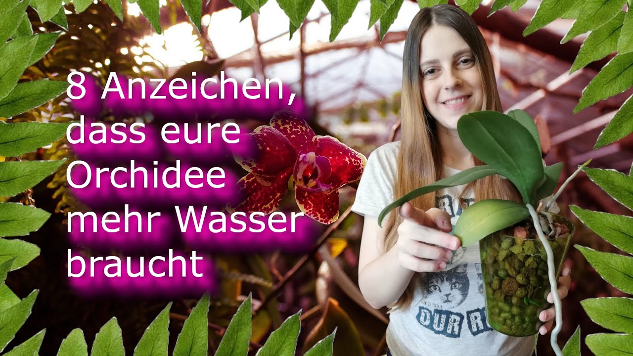 8 Anzeichen, dass die Orchidee mehr Wasser braucht| Orchidee retten |