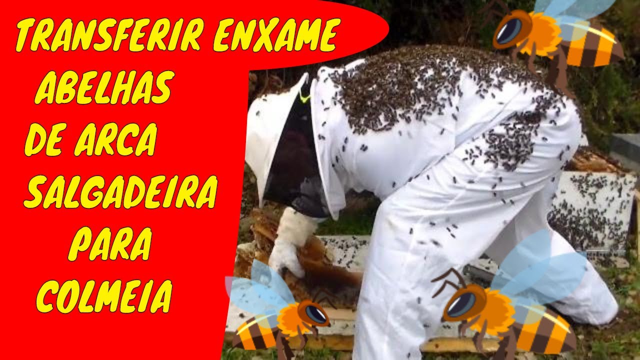 TRANSFERIR ENXAME  ABELHAS DE ARCA SALGADEIRA PARA COLMEIA @Euclides Santana Santana