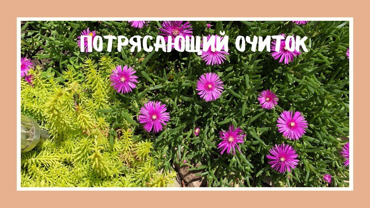 Потрясающий очиток!        Amazing sedum!