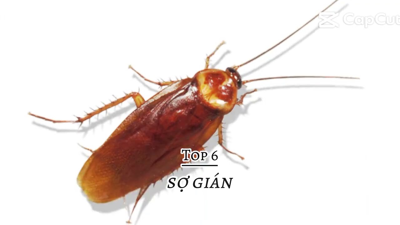 Top 7 nỗi sợ của con người