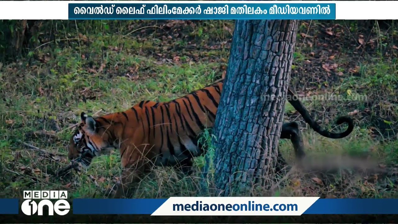 വര്‍ഷങ്ങളുടെ കാത്തിരിപ്പാണ് പുഴവക്കത്തെ കടുവയുടെ ആ ക്ലിക്ക് |  Tiger Photography | Shaji Mathilakam