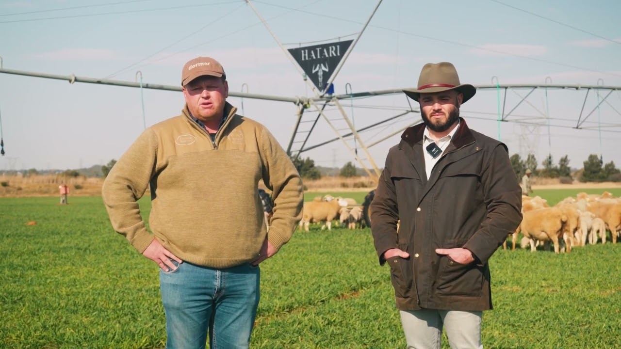 Aanpasbare & gehalte Dormers  Hatari Farming Produksieveiling op 20 September