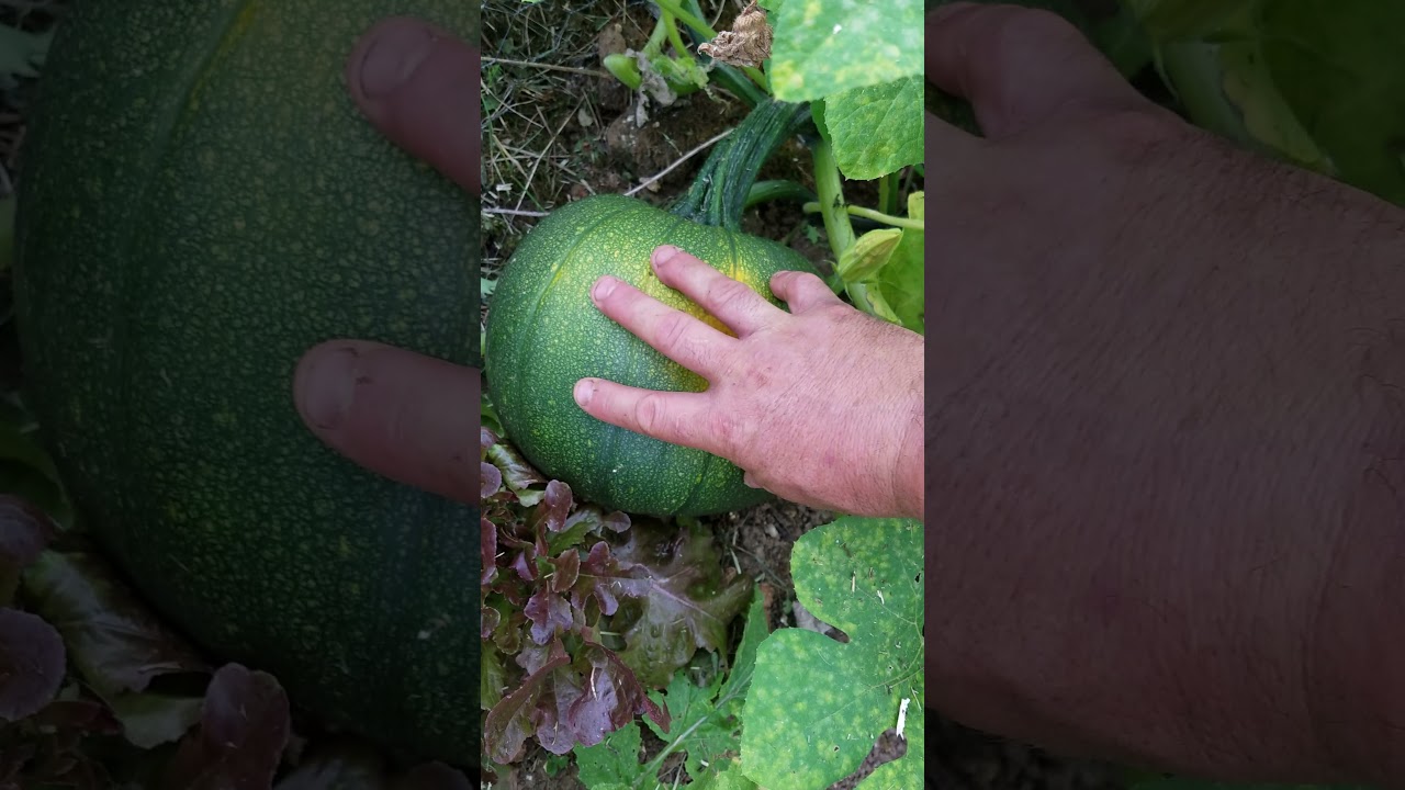 visite du potager et évolution des pastèques et melons