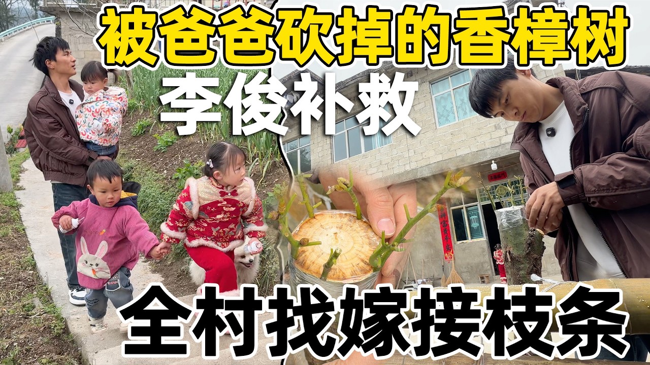 被老爸砍掉毁了的香樟树，李俊带着三个小孩全村寻找枝条，重新嫁接补救