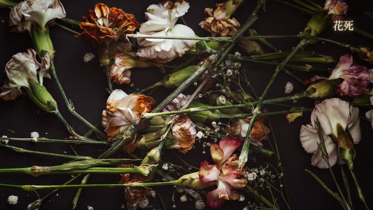[Playlist] 花死