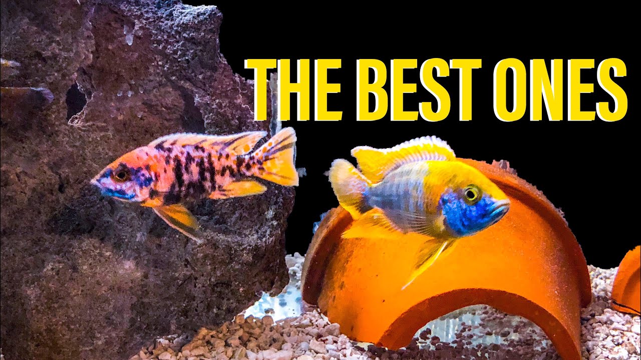 Raising African Cichlids