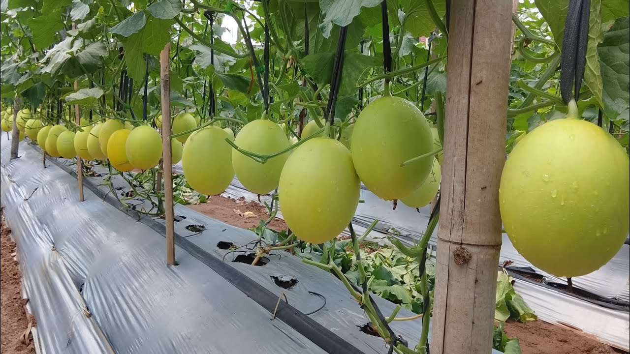 Jarak tanaman melon yang cocok 