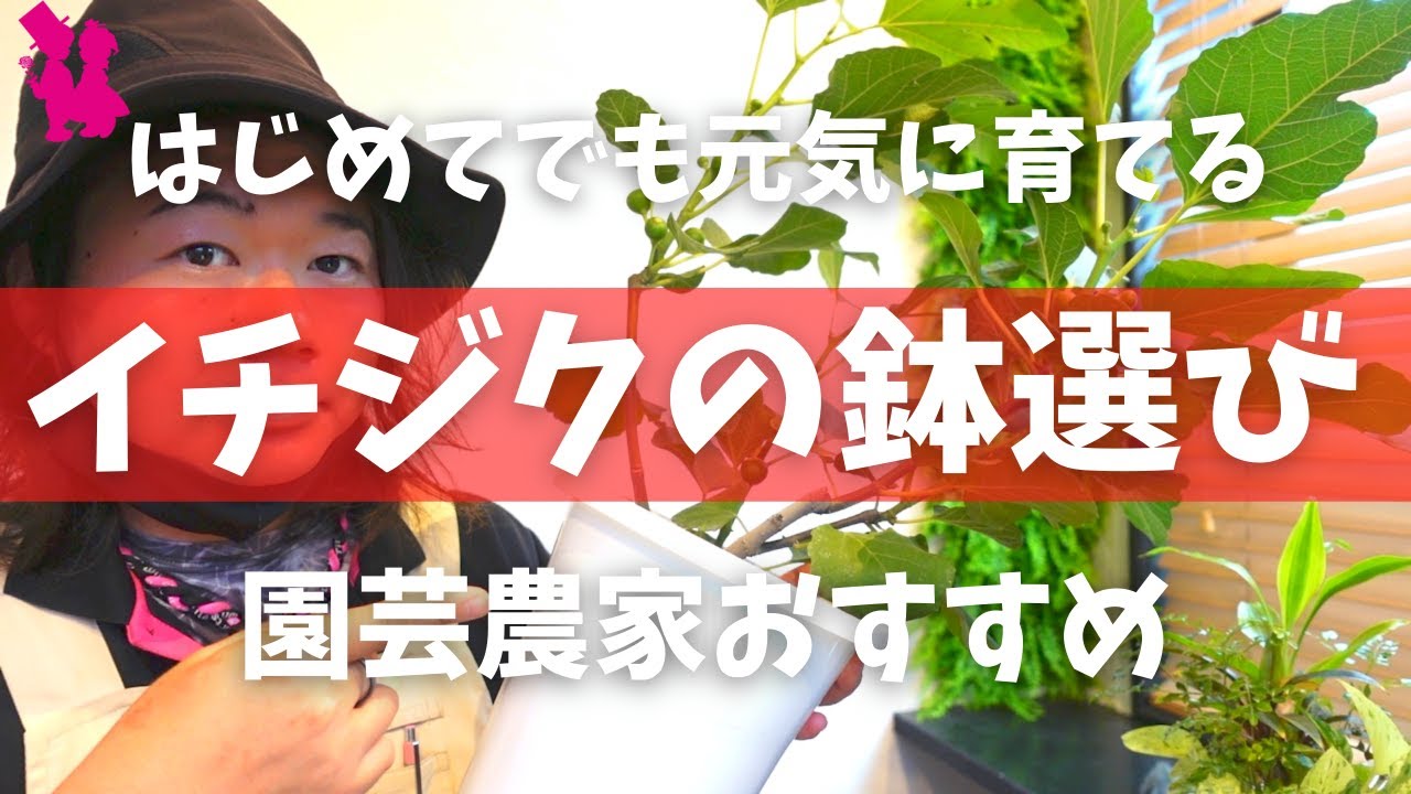 【イチジク】元気に育つオススメの鉢選びを園芸農家が教えます