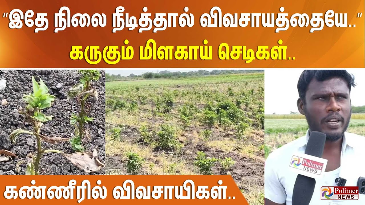 ”இதே நிலை நீடித்தால் விவசாயத்தையே..” கருகும் மிளகாய் செடிகள்.. கண்ணீரில் விவசாயிகள்..