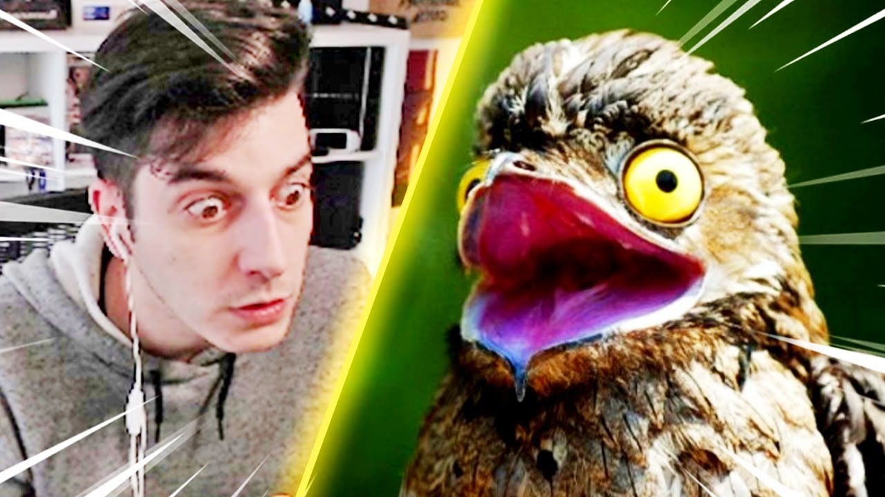ANIMALES que NO SABÍA que EXISTÍAN! 😱 Reaccionando