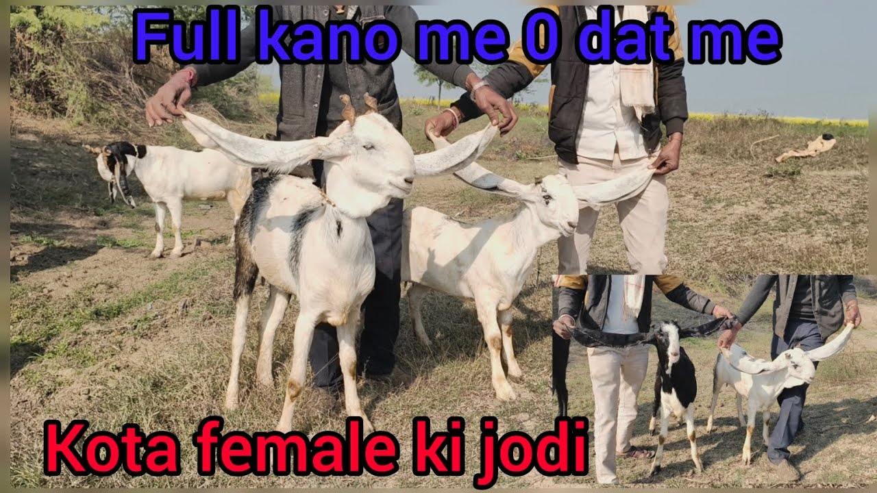 BIG KOTA FEMALE # Kota jungle ki sabse best nasl#Radha Kishan Naam se prasiddh#goat #kota#cow