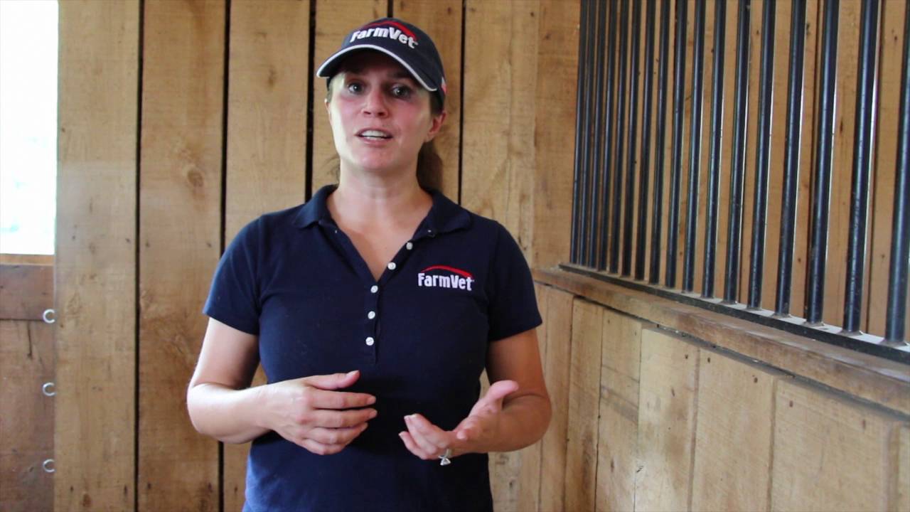 Veredus Magnetik 4-Hour Boots | FarmVet