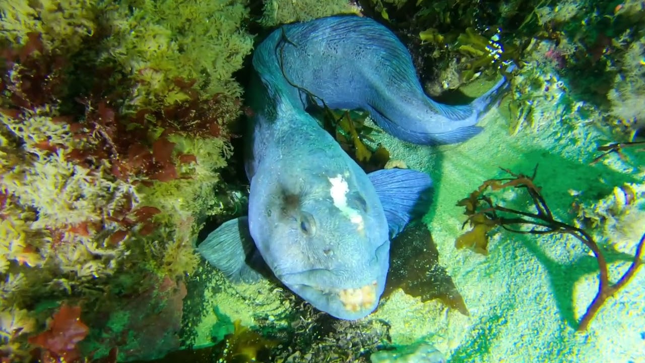 Diving under Tjeldsund Bridge, Norway 05/2022