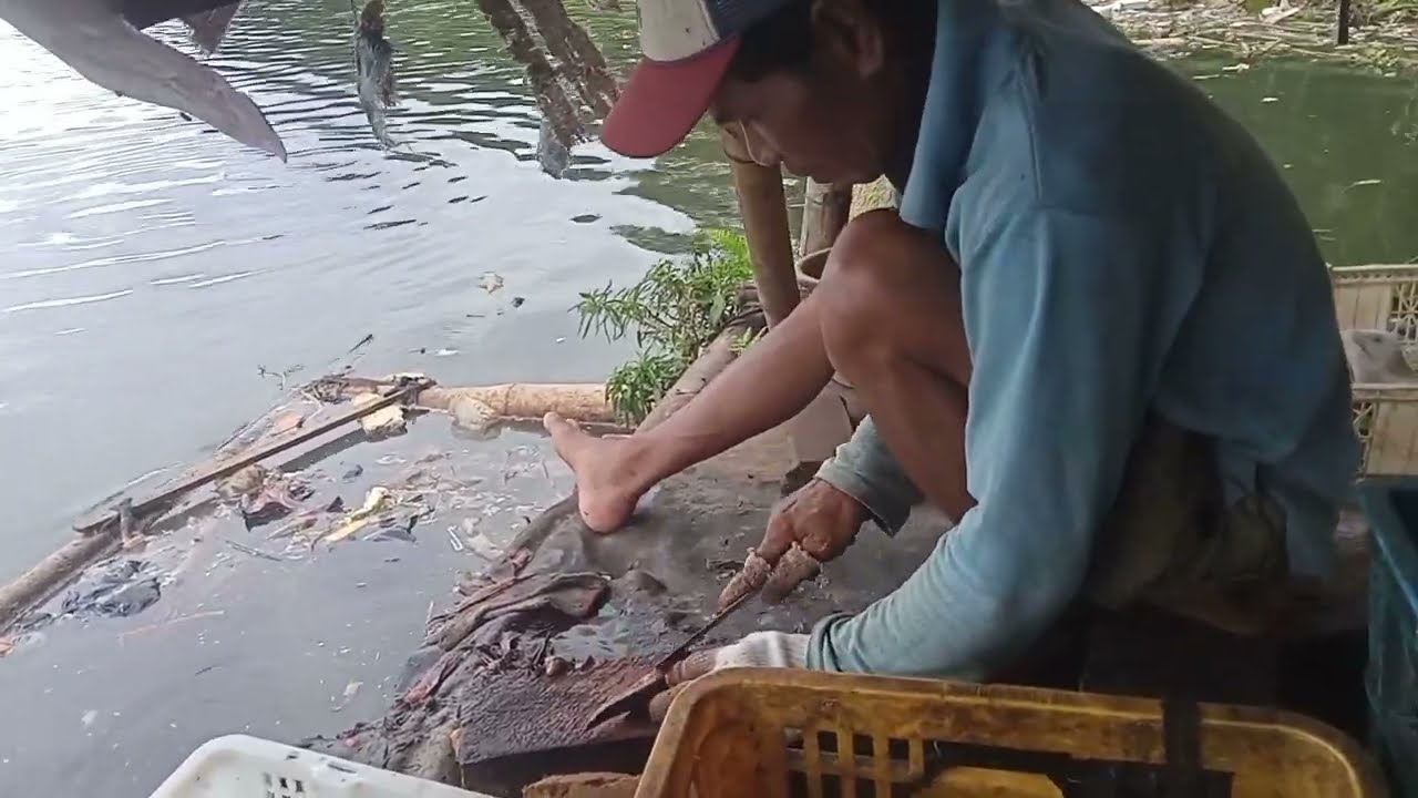 Banyak Warga MERAUP CUAN di Pinggir Sungai CITARUM dengan Mengambil IKAN SAPU-SAPU 