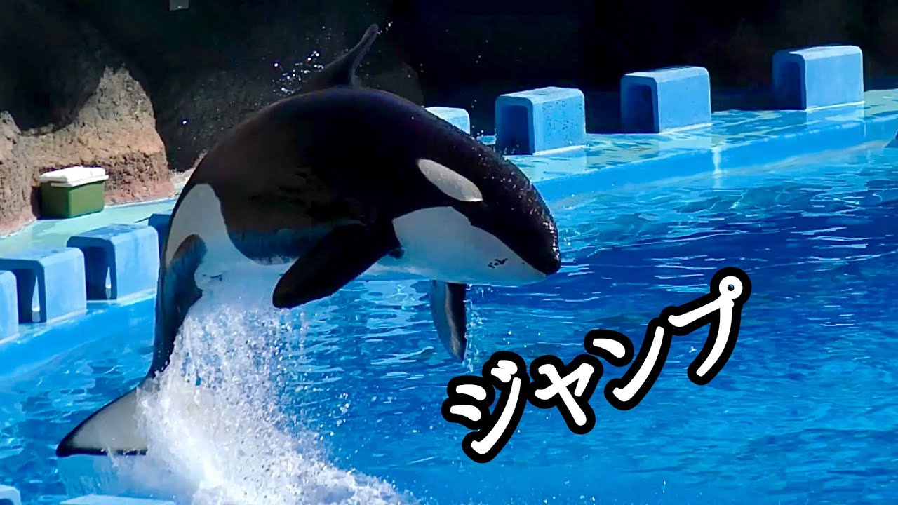 シャチとイルカのジャンプシーンです【名古屋港水族館】Killer whale Dolphin Nagoya Aquarium 