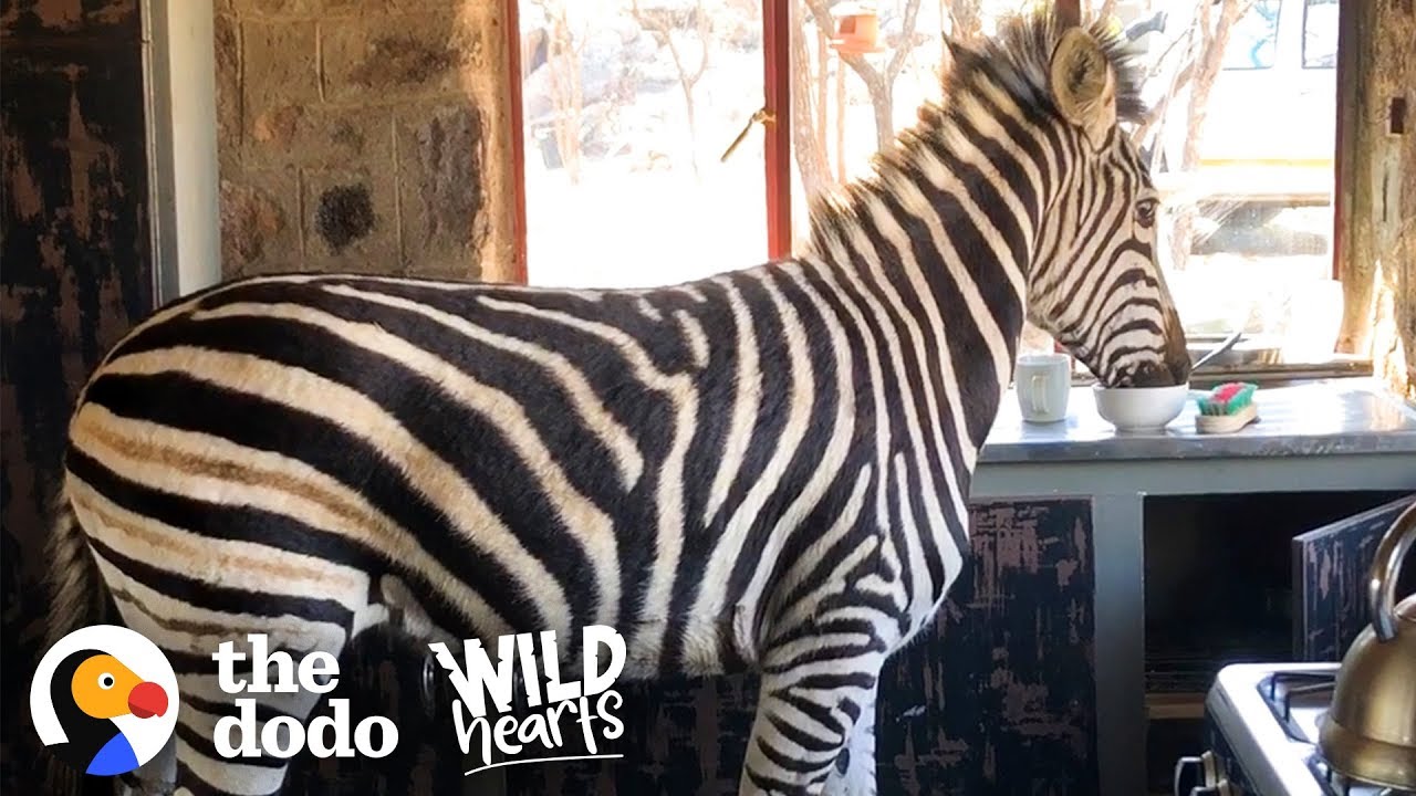 Watch This Rescued Zebra Break into His Mom’s House | The Dodo Wild Hearts