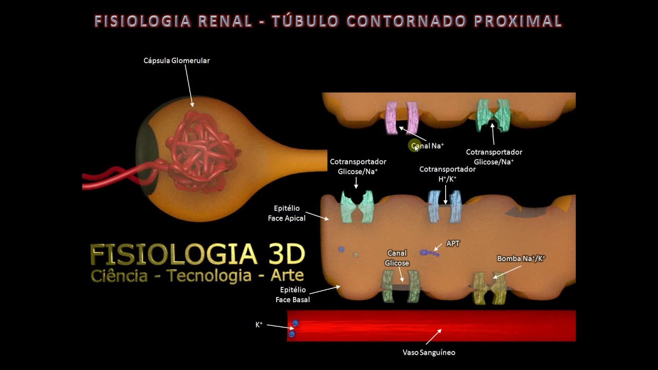 Fisiologia Renal   T&uacute;bulo Contorcido Proximal