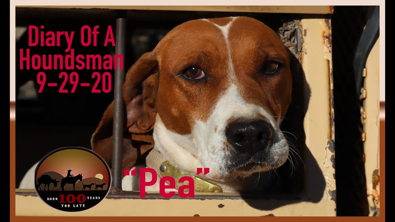 Diary of a Houndsman ... 9-29-20 .. Get them out