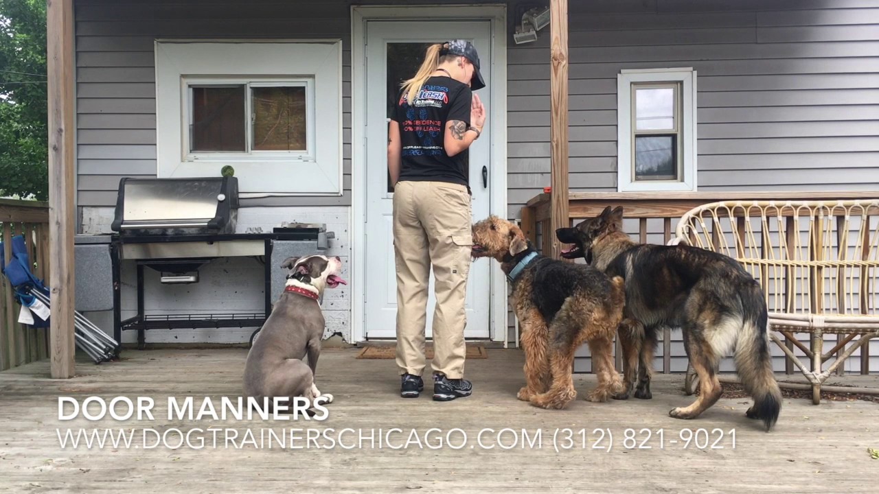 Chicago Dog Training: 7 Month Old Airedale Terrier, Archie! Before/After Two Week Board and Train