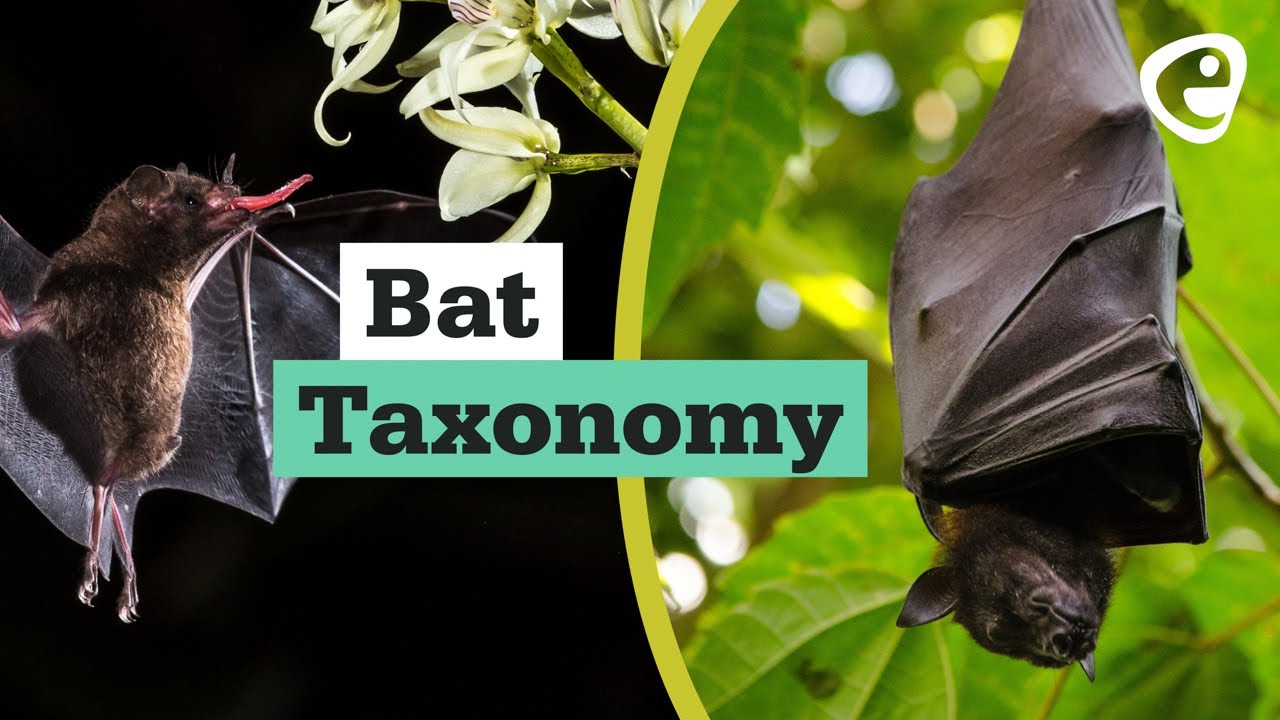 Bat Taxonomy