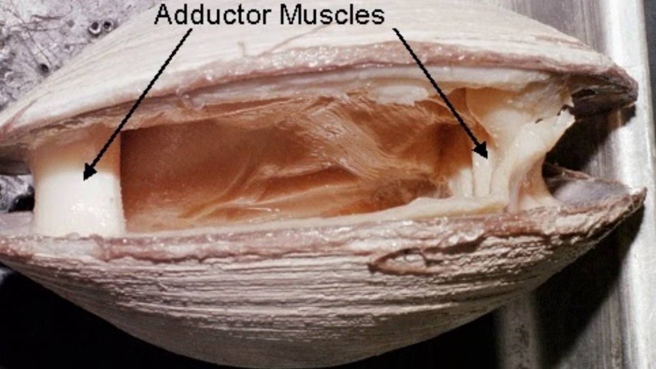 Moluscos Bivalvos