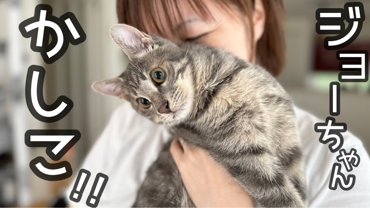 ジョーちゃんは天才！！「○○○しなさい」と言うとしてくれるです♪