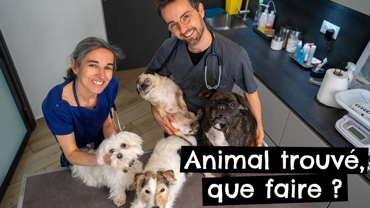 Animal trouv&eacute;, que faire ? @Conseilsdev&eacute;t&eacute;rinairesparTonye
