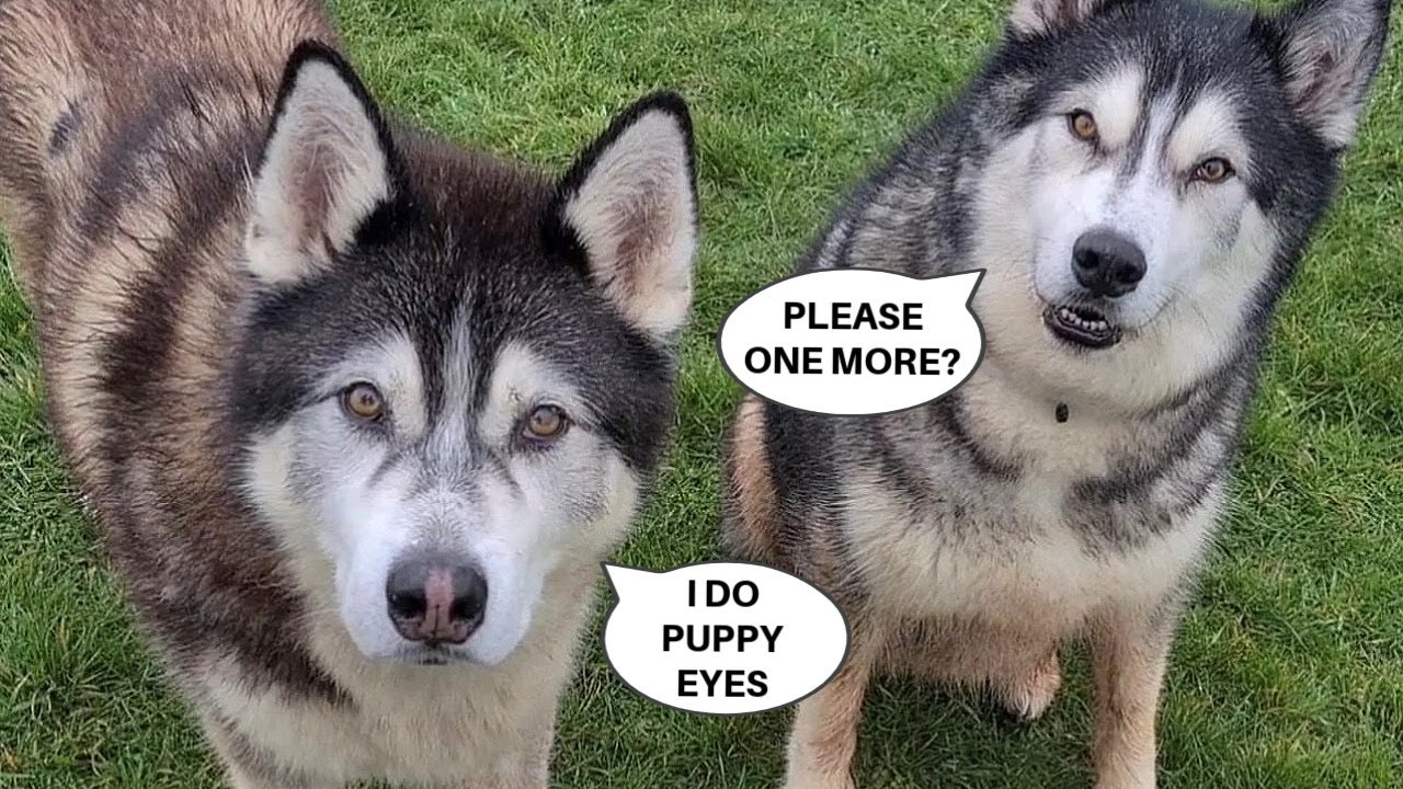 Husky Goes Crazy For His Favourite Thing! FOOD!