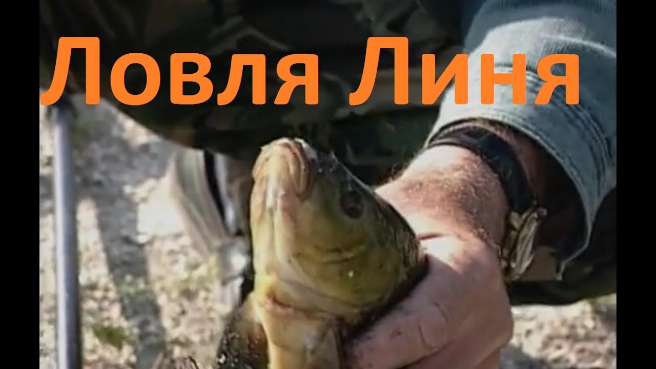 Диалоги о рыбалке - 163- Ловля осторожного линя.