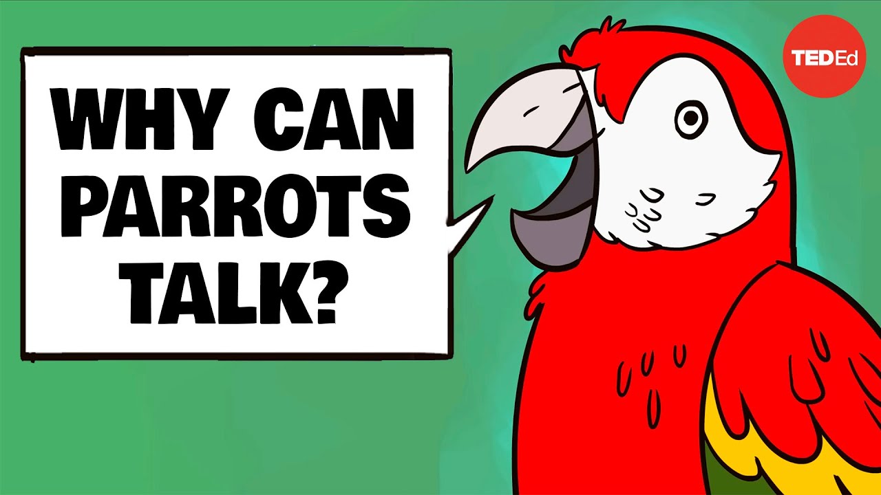 Why can parrots talk? - Grace Smith-Vidaurre and Tim Wright