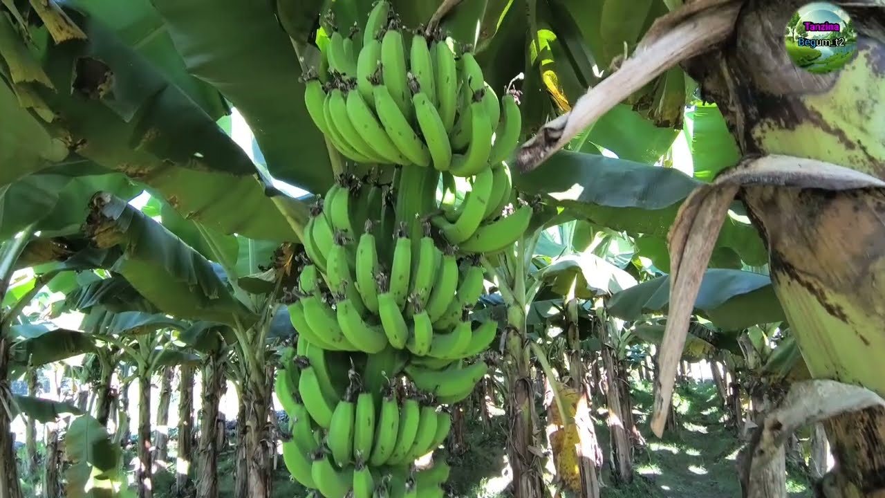 Review and new blog story on banana cultivation using new methods. ⁨@TanzinaBegum_t2⁩