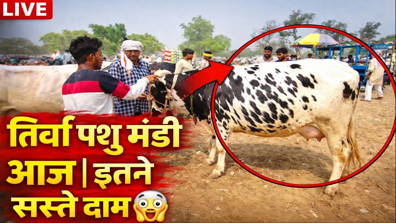  तिर्वा पशु मंडी | आज के दाम सुनकर होश उड़ जाएंगे 😱