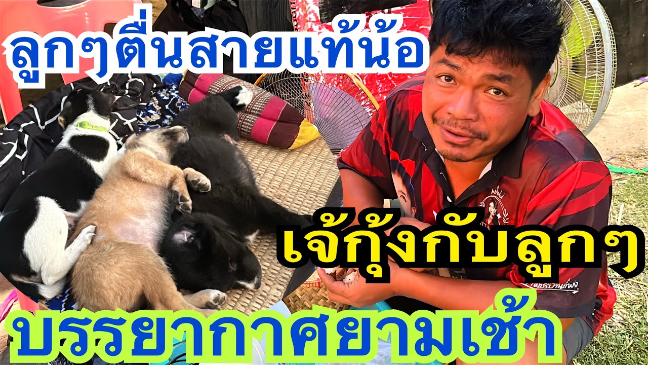 เต้ยลาแล้วเจ้กุ้งกับลูกๆพากันตื่นไป่น้อ #ลูกๆของอิหล่า #อุ๋งอิ๋งเพชรบ้านแพง