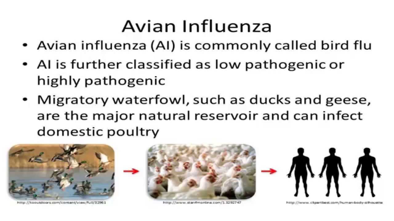 11.1 &ndash; Avian Influenza and Chlamydia psittaci: Definitions